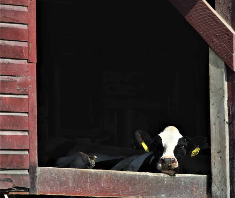 cow in barn